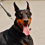 Stopping adult dogs from pulling on leash