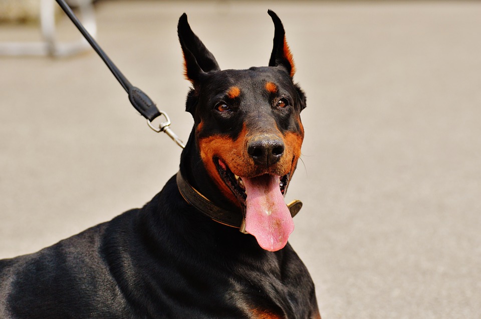 Stopping adult dogs from pulling on leash