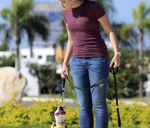 Training dogs to be quiet on command