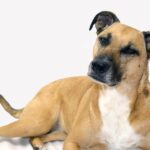 Training rescue dogs with unknown history