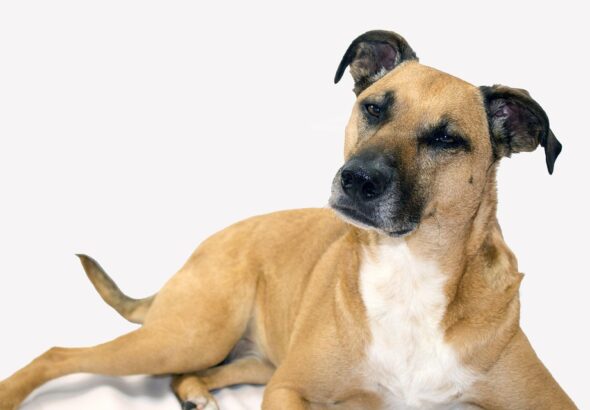 Training rescue dogs with unknown history