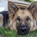 Socializing adult dogs safely