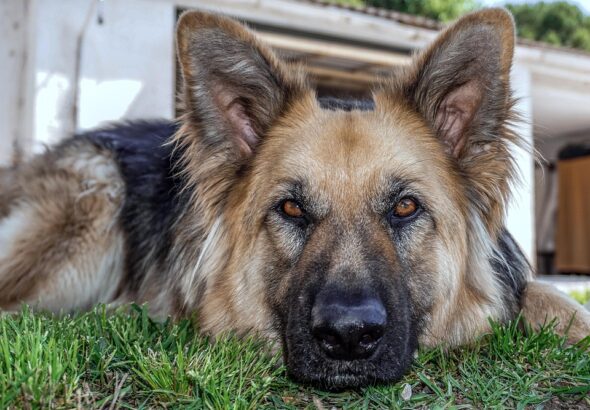 Socializing adult dogs safely