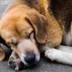 Training dogs to love their crate
