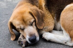 Training dogs to love their crate