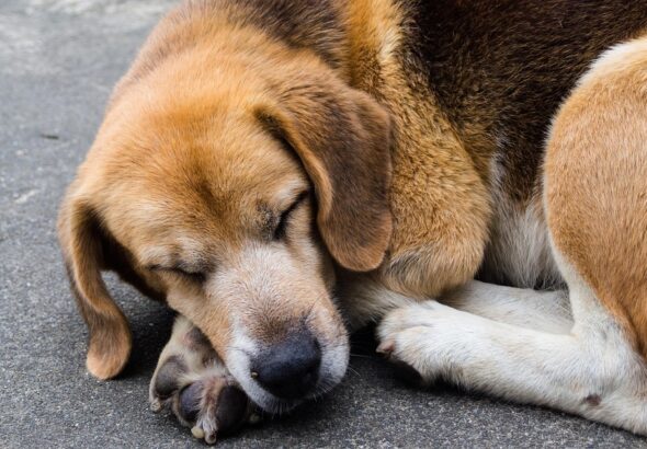 Training dogs to love their crate