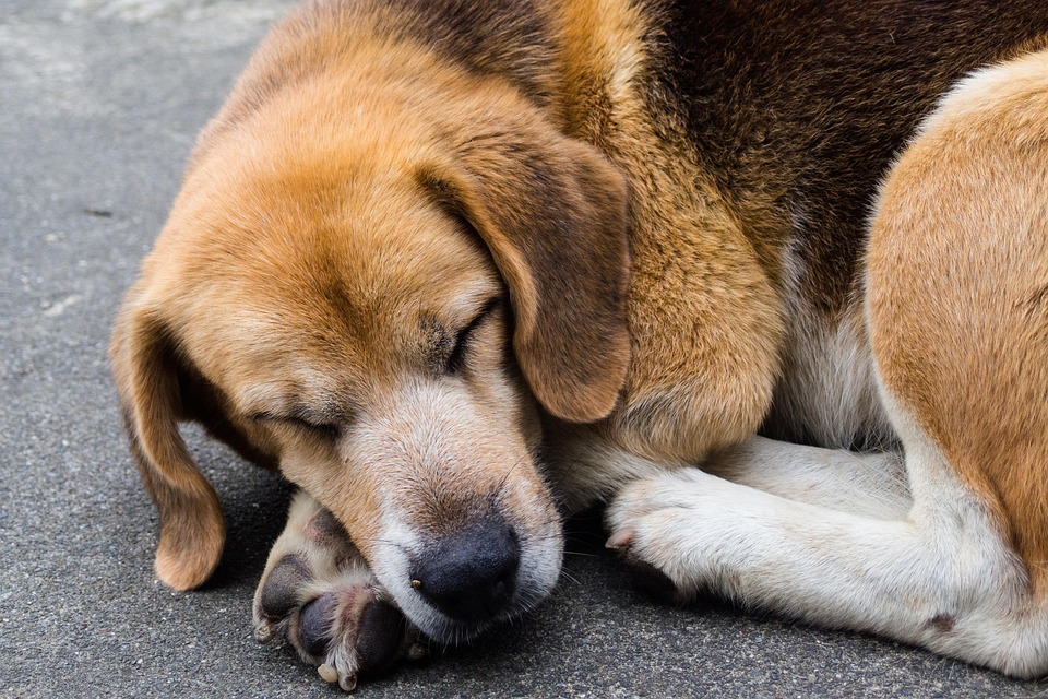 Training dogs to love their crate