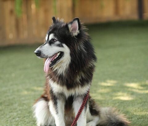 Leash reactivity solutions for adult dogs