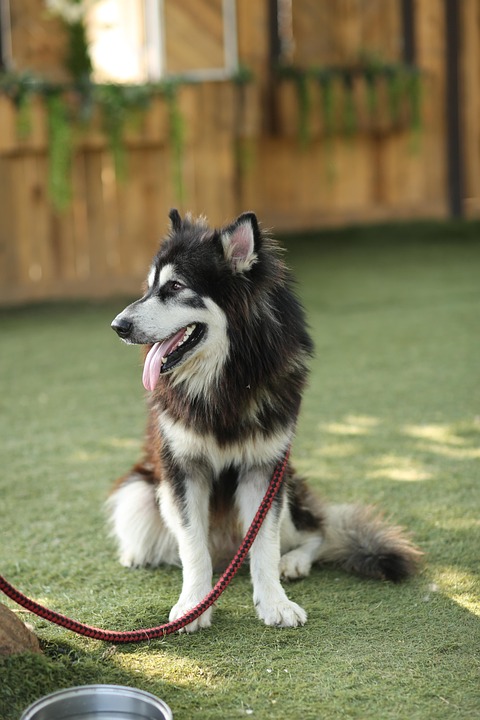 Leash reactivity solutions for adult dogs
