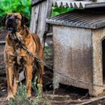 Managing resource guarding in dogs