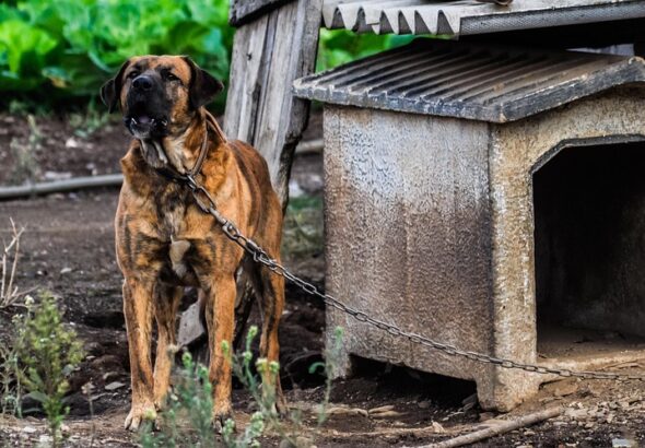 Managing resource guarding in dogs