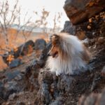 Stopping rough play in adult dogs