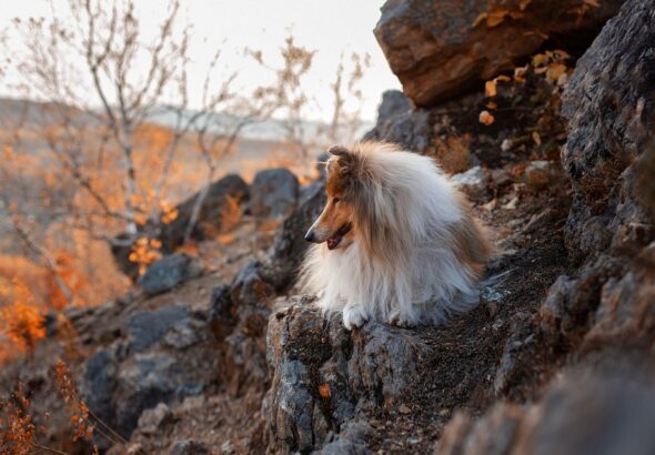 Stopping rough play in adult dogs