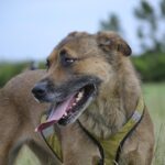 Preventing fights between dogs