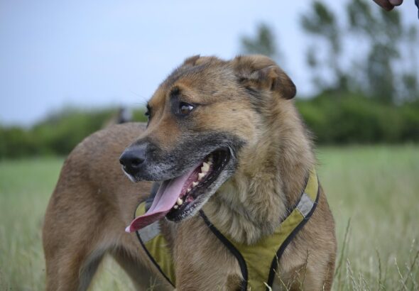 Preventing fights between dogs