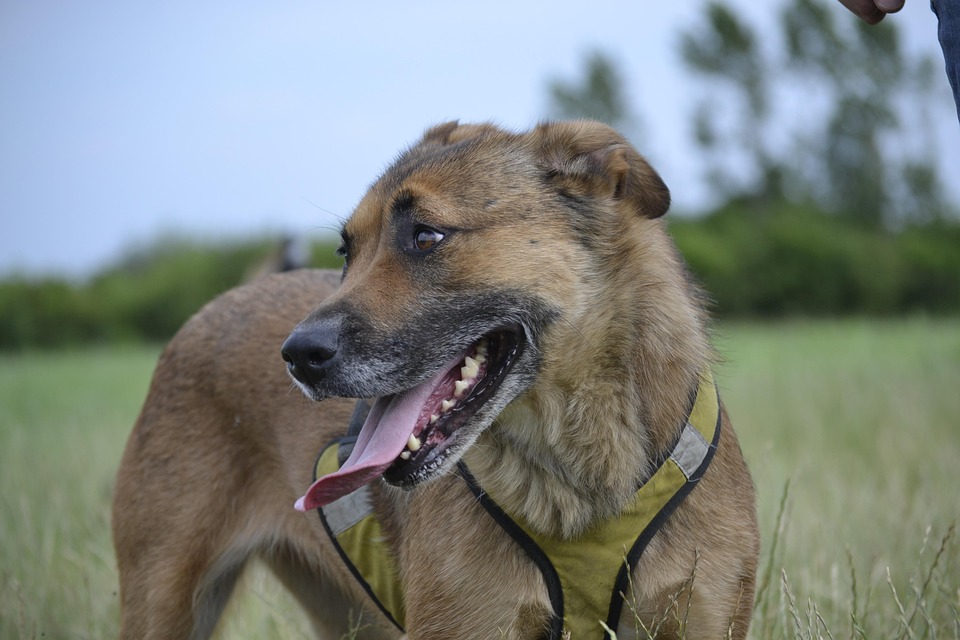 Preventing fights between dogs