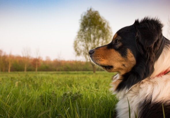 Training dogs not to guard toys