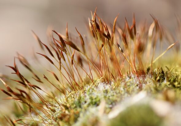 Training dogs to accept tooth brushing