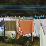 Multi-dog household training