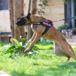 Training bite inhibition in adult dogs