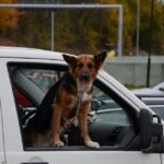 Training dogs for polite car rides