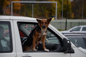 Training dogs for polite car rides