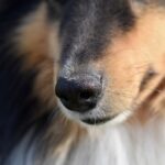 Training dogs to wear a muzzle