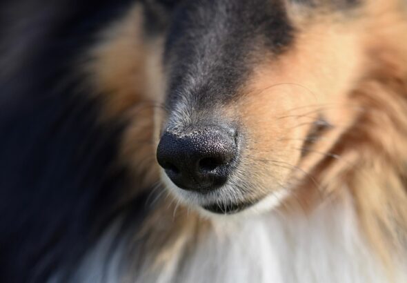 Training dogs to wear a muzzle