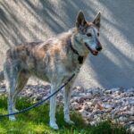 Training dogs to wait patiently