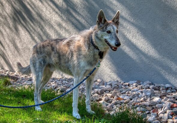 Training dogs to wait patiently