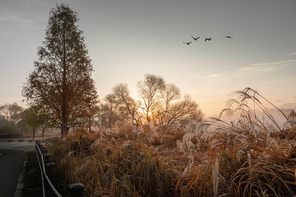 Training dogs to accept visitors calmly